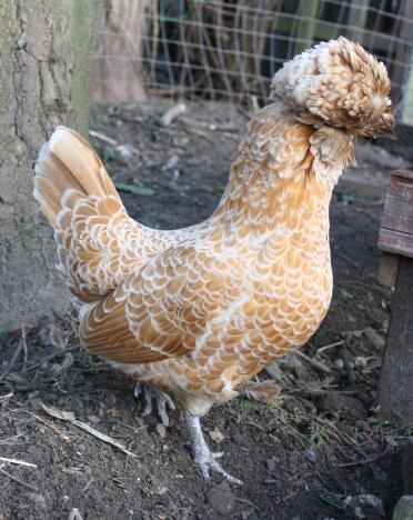Poland Buff Laced Hen in run