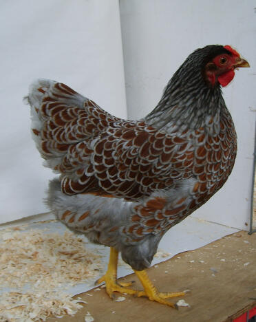 Chicken Posing