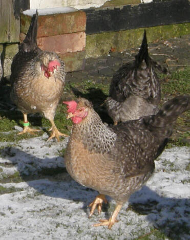 Cream Legbar Hens foraging in the frost