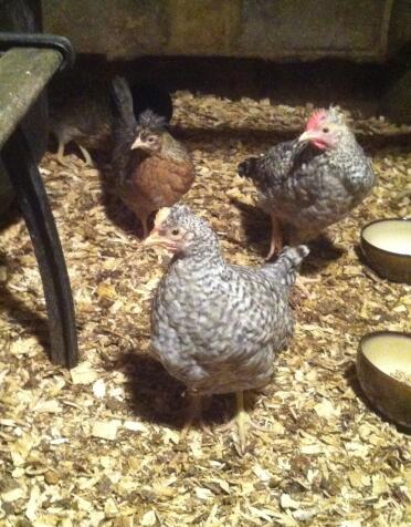 A cream legbar chickens - 10 weeks old.