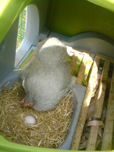 Delilah inspecting chalky's egg in awe.