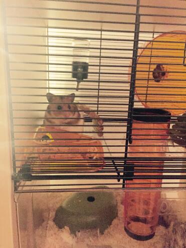 Pico enjoying his Qute cage