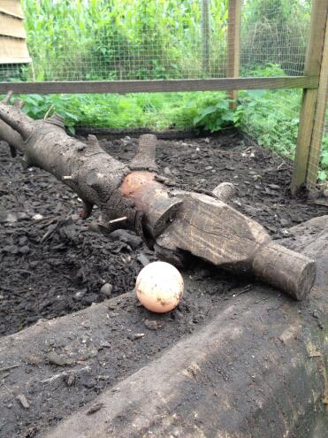 An egg laid outside - balancing on a log!