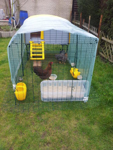 Acclimatisation phase of our chickens