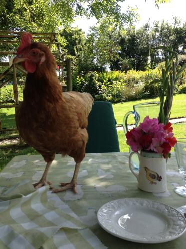 Mary checking the garden table for crumbs!