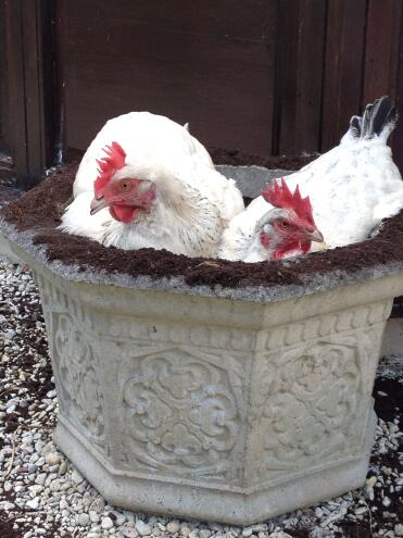 Polly & Ivy dustbathing in my plant pot!