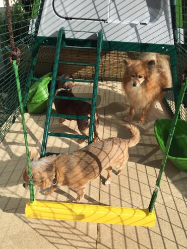 My dogs seem impressed with our new chicken coop