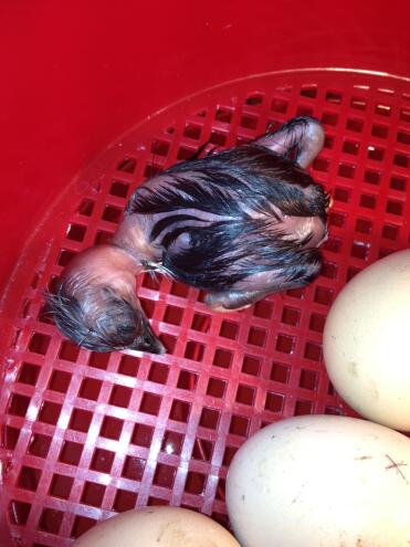 Naked Neck Chicken freshly hatched