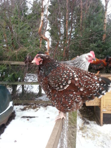 A pair sussex chicken (speckled) in the snow.