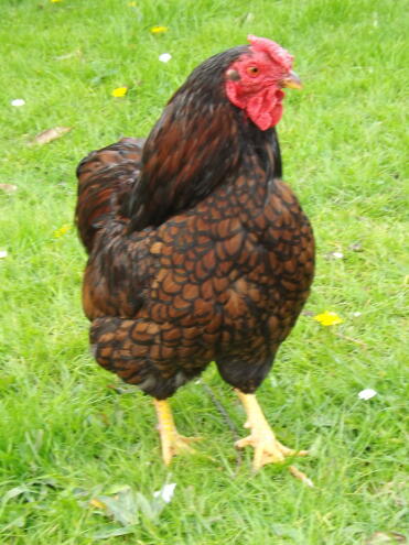 Wyandotte Chicken in grass