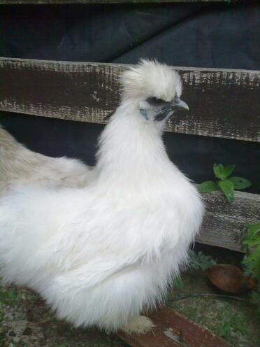 White chicken