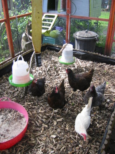 We hung the feeders and drinkers from the rafters of the WIR to stop the hens kicking muck in there!