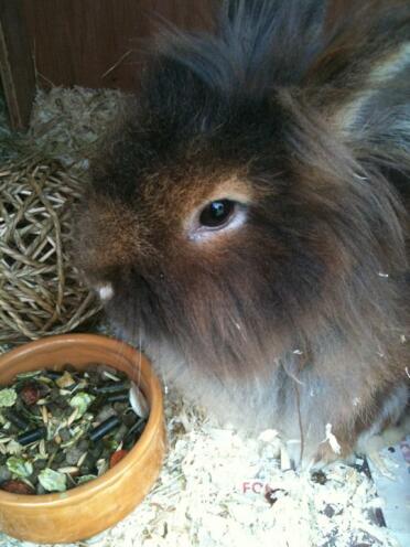 Cute rabbit eyeing up its food in its bowl