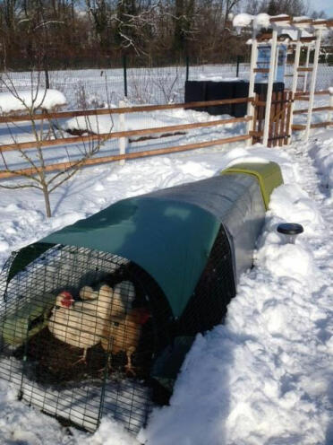 Chickens were cosy in the Eglu Go, even in temperatures of minus 12 in France
