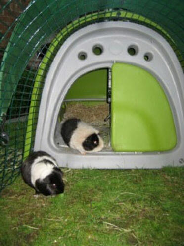 Green eglu hutch with 2 guinea pigs