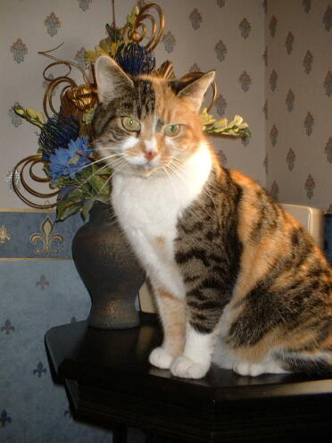 Holly our cat looking posh with a pecked nose - by a magpie not a chicken!