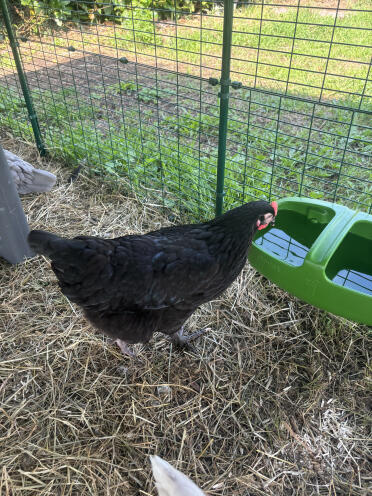 The waterer is perfect in terms of capacity! The quality is really top notch 👍🏼 ; I've even bought a second one to have several water points for my chicks 🐓🐓