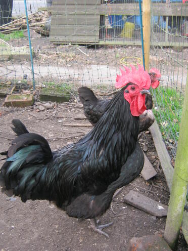 Australops Chickens looking out with Omlet Chicken Fencing