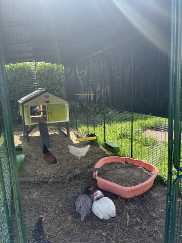 Really cool swing! 🐓🐓👍🏼