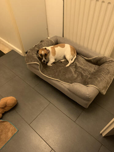 Dushi snug in her basket size m