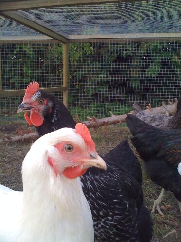 The chickens are hatching a plan!