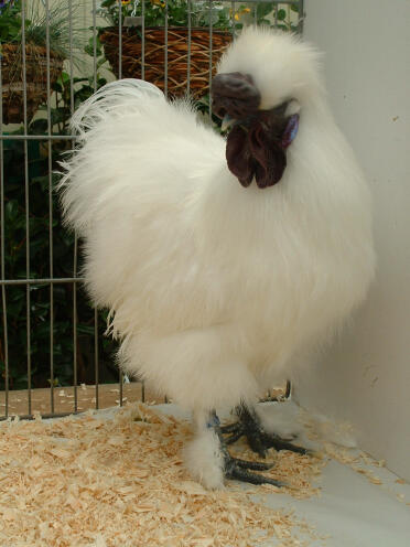 Chicken Posing