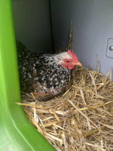 Very comfy nest box!