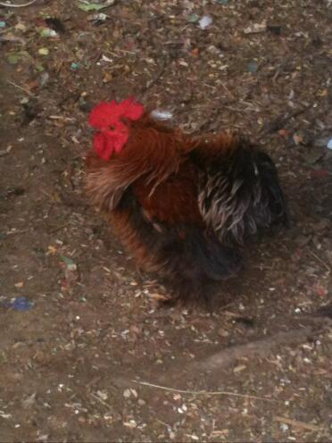 OUR NEW FRIZZLE ROOSTER... HE IS SO BEAUTIFUL