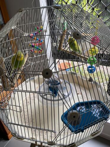 Our Geo bird cage!