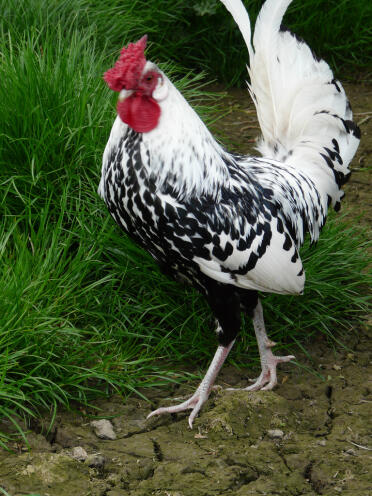 A beautiful hamburg (holland) chicken.