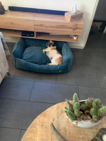 Dushi loves her new bed