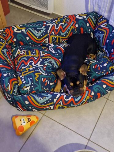 Ted loves his Nest Bed!