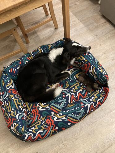 A border collie in his cosy nest