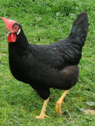Black Leghorn chicken