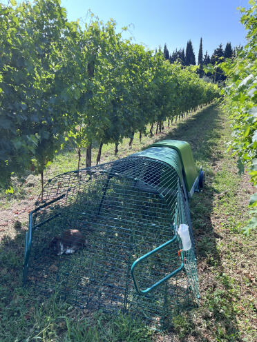 The fence in the vineyard and hutch keeps my rabbit safe from foxes