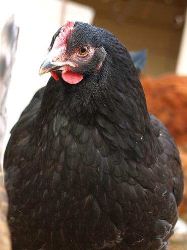 A large black maran chicken.