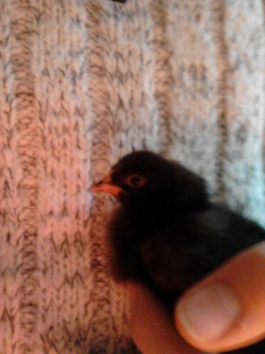 A 1 week old maran chick.