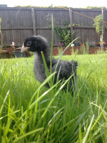 A 4 week old Maran chick