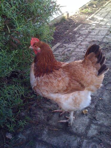 A wheaton colour maran hen.