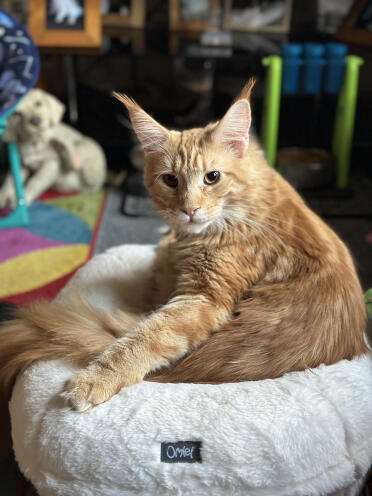 Hamish my maine coon loves your bed 😻