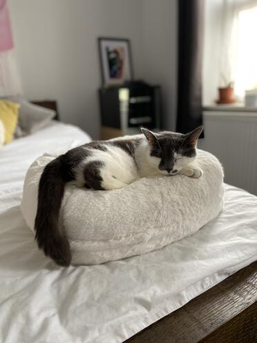 My cat loves her new Omlet donut bed!