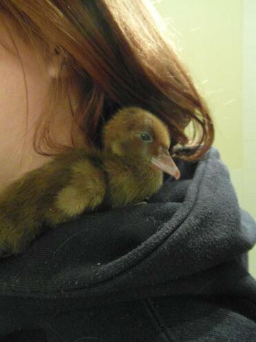 A muscovy duck sitting in someones hoody.