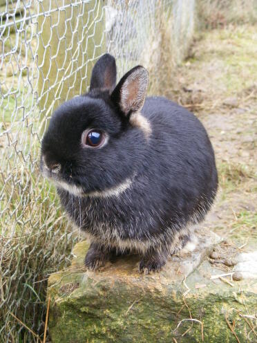 A netherlands dwarf rabbit.