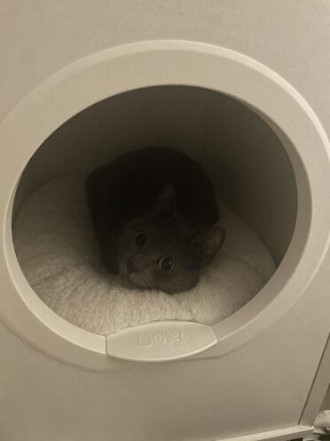 Smooky is cosy in the cat house!