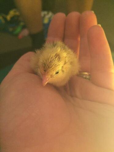 Our just hatched quail