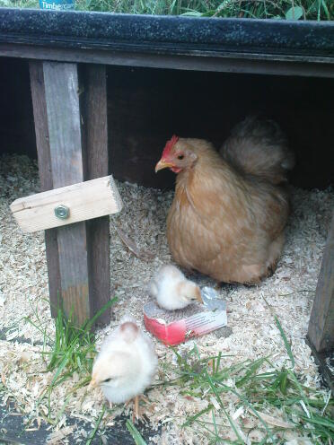 Pekin Bantam Chicken with their chicks in coop