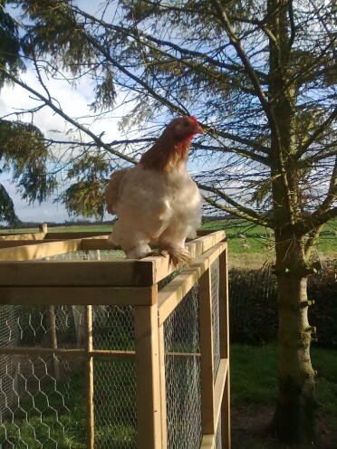 Pekin Bantam Chicken sitting on top of their run