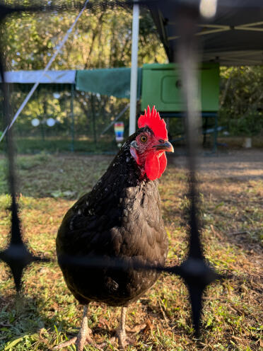 Pretty boo in the morning (sssh, she doesn't know she's a chicken)