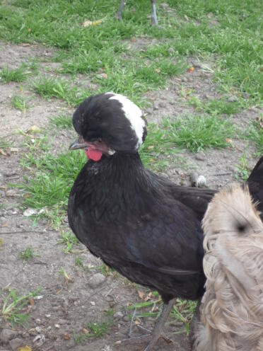 My polish hen with a lovely white patch her head.