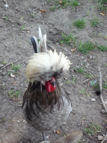 This is my noisey polish cockerel called Freddie.